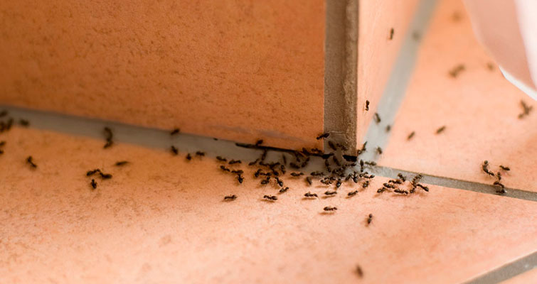 Alguns truques caseiros para acabar com as formigas